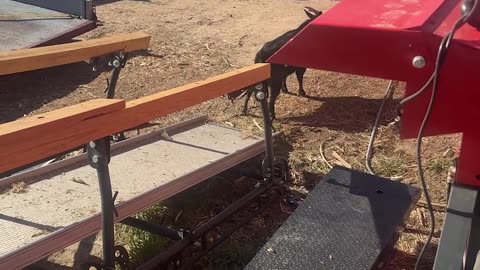 Playing Capture the Flag With Goats