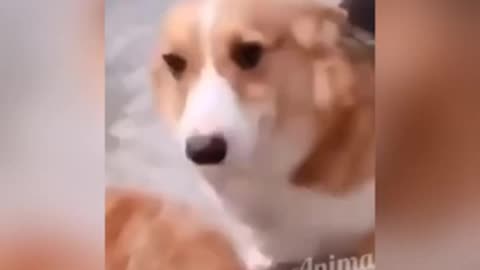 Funny Pets Mischief Laughter Chaos