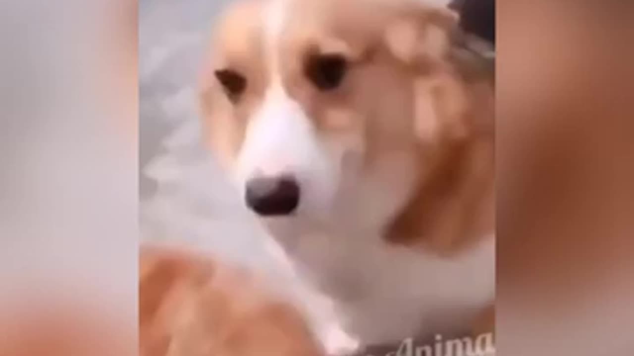 Funny Pets Mischief Laughter Chaos