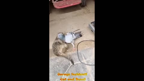 Garage Incident! Cat and Dove!