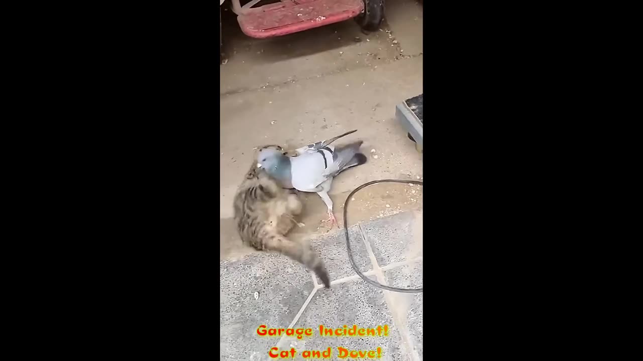 Garage Incident! Cat and Dove!