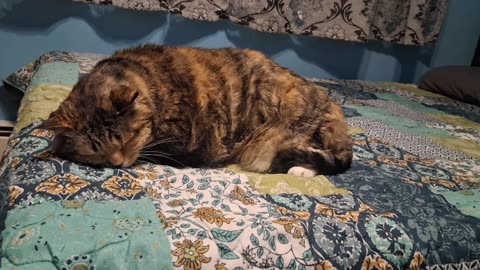 Cutest Sleepy Kitty Ever: Deep Sleep, Sweet Dreams 💤🐾