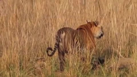 Silent Stalker: Tiger Hunts Wild Boar in Swamp Forest 🐅🌿