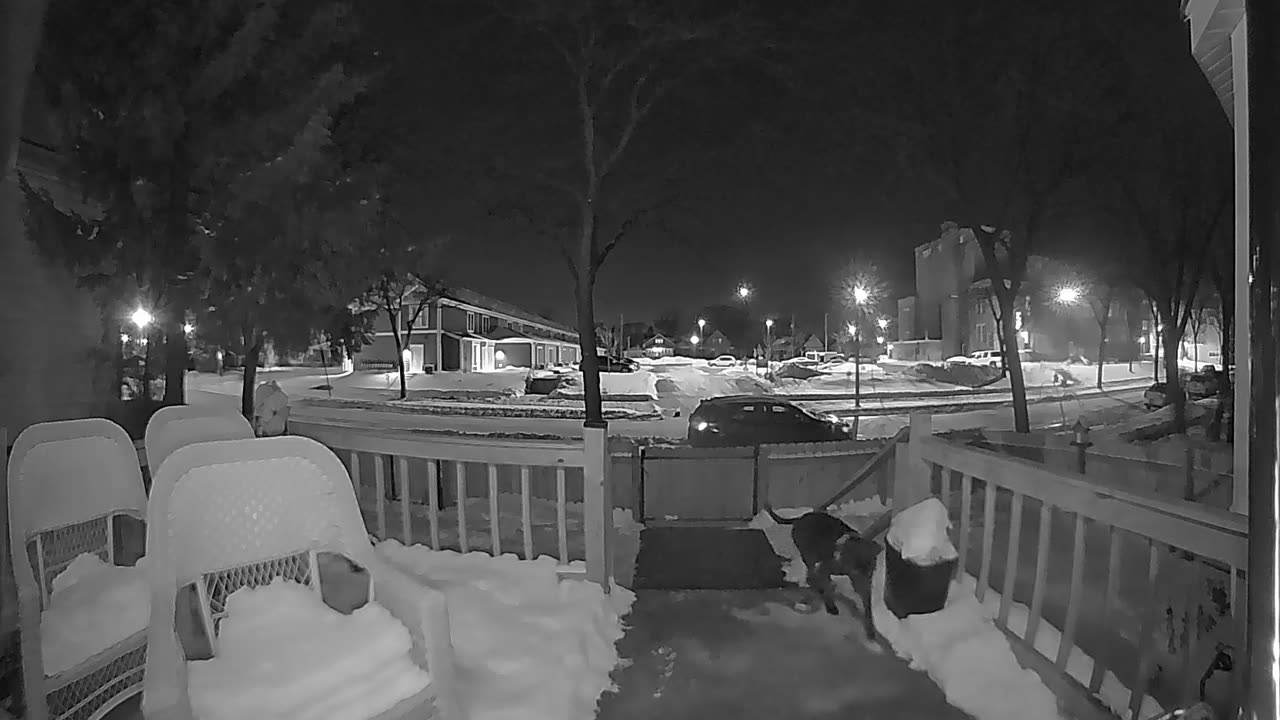 Dog Rings Doorbell For Cold Pal