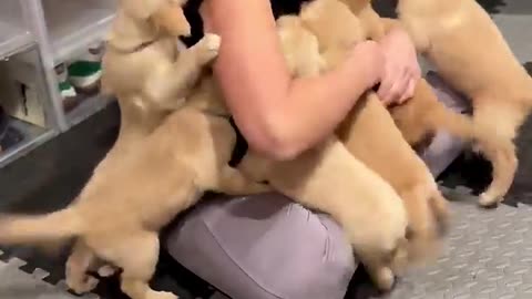 😍💕 Watch The Emotional Moment Puppies Reunite With The Nurse Who Delivered Them! | FeedMyCuriosity