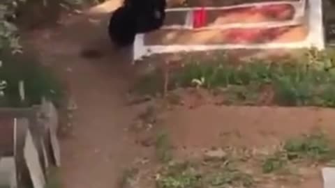 Karimnagar Tragedy: Daughter Sleeps at Cremation Ground for 3 Days After Mother’s Death