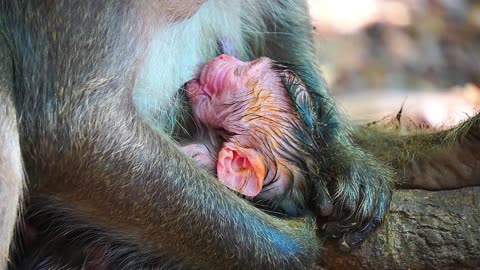 Very Pity Newborn Baby Monkey JETT When Mom Jinx Put Him Sleep On The Ground