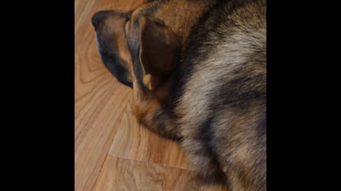 Virgil german shepherd.