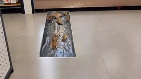 Armadilha para Ratos