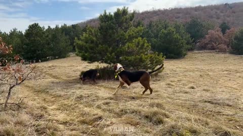 WILD BOAR CRISIS_ Massive Herds, Perfect Shots & Unbelievable Hunts!