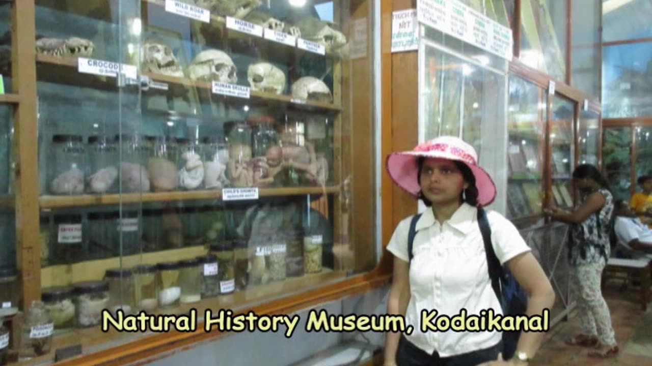A Walk Through Time: Kodaikanal's Natural History Museum | Fossils, Flora & Fauna