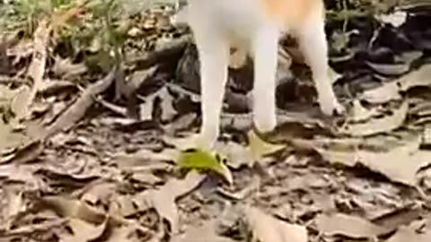 The Insane Reflex Speed of Cats!