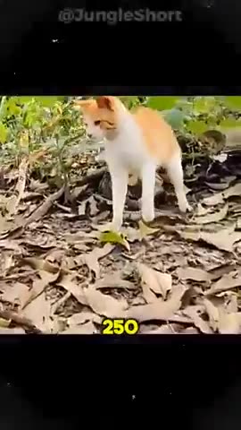 The Insane Reflex Speed of Cats!