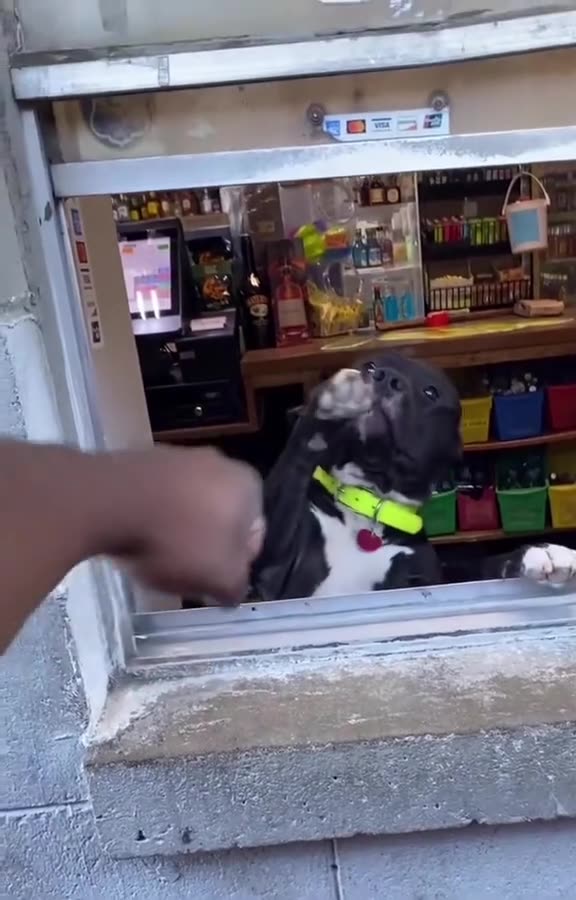 Pup Offers a Perfect “Pound” – Cutest Handshake Ever!