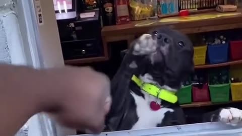 Pup Offers a Perfect “Pound” – Cutest Handshake Ever!