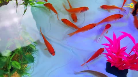 Amazing colorful surprise eggs, crayfish, koi fish, angelfish, betta fish catch, goldfish