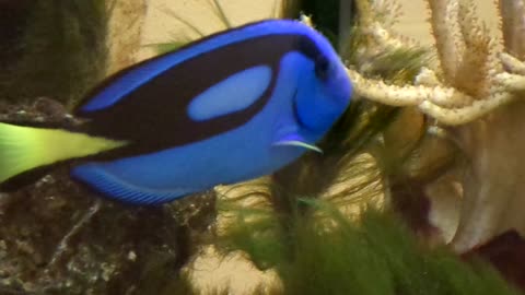 Clown fish likes moss