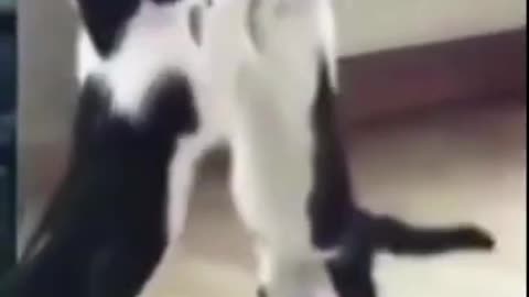 Cat mirror action 🙀 Funny moments cats home #Shorts 