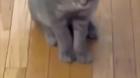 Funny cats and animals videos