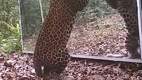 Leopard attacks his own mirror reflection. Beautiful Nature.