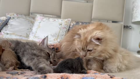 Dad Cat Meets Newborn Kittens for the First Time