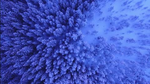 Snowy Trees Winter Sounds | Best Ambient Sounds for Snow-Covered Forests & Winter Scenes