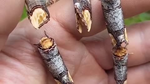 🤯🦋 This Camouflage Moth Looks Like a Broken Twig! Nature's Master of Disguise | FeedMyCuriosity