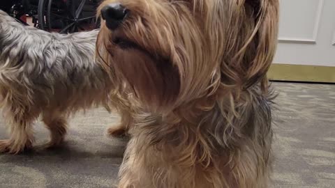 Batman has a crush on a stranger #funnydogs #yorkies