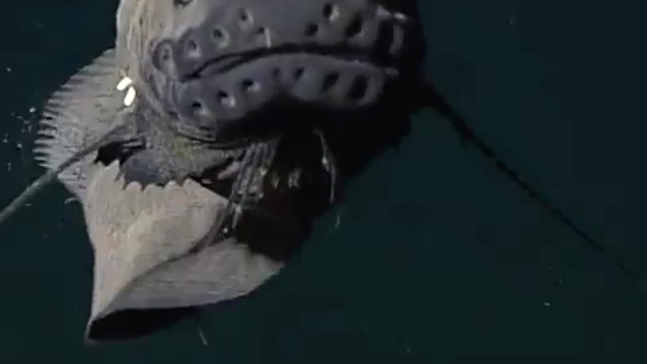 Deepsea threadfin snailfish (Careproctus longifilis) in first time video footage