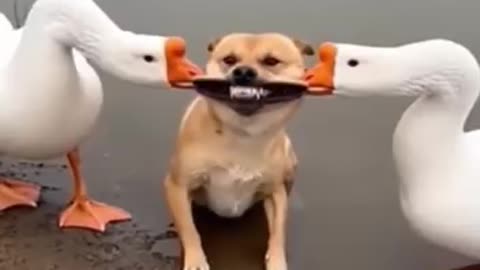 Funny 😂 video of duck 🦆 and dog 🐕