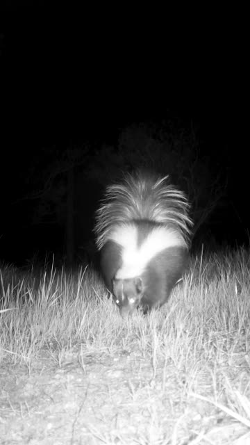 Striped Skunk 🦨Suave Stinker