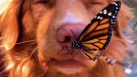 DOG AND BATTERFLY VIRAL VIDEO 1 MILLION VIEWS