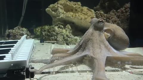 I taught an octopus piano (It took 6 months) - Mattias Krantz