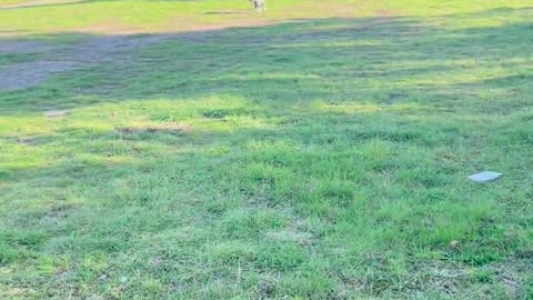 😂🐶 You Won't Believe This Asshole Dog's Antics! | FunFM
