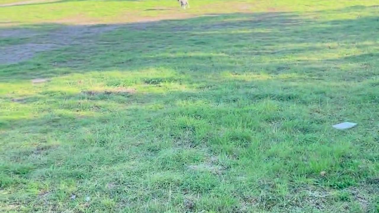 😂🐶 You Won't Believe This Asshole Dog's Antics! | FunFM