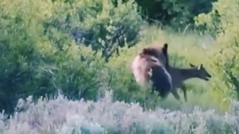 A baby moose tries to escape from a bear.