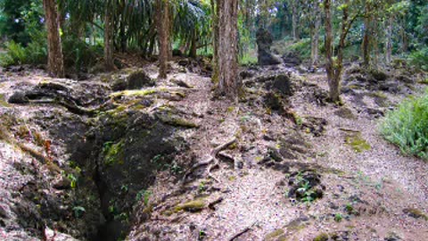 lava tree state monument