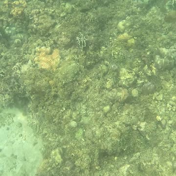 Morning Snorkeling