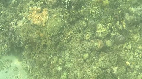 Morning Snorkeling