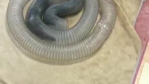 there is no feeling of boredom in animals!