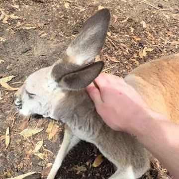 Kangaroos