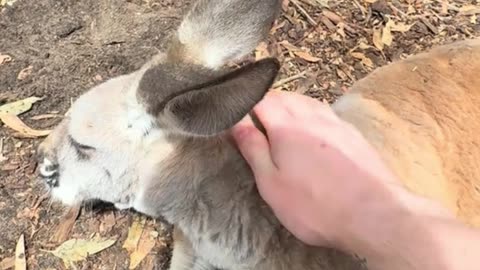 Kangaroos