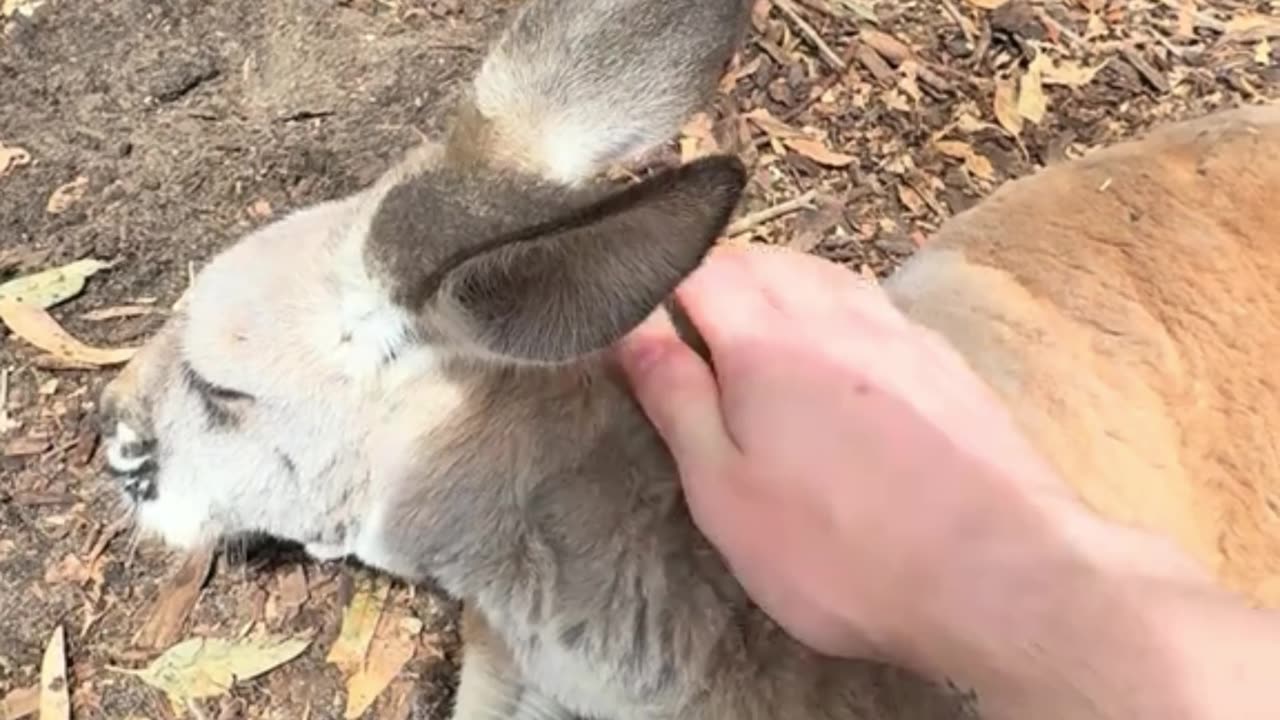 Kangaroos