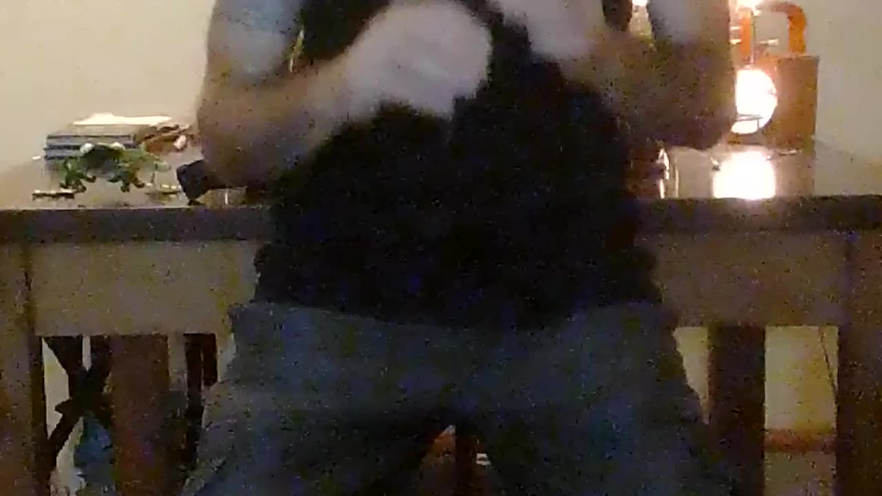 Swallow Tail Reel 🎶🎵