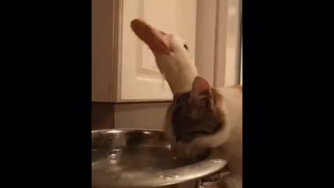 Funny Duck with Cute Cat - Try Not To Laugh...