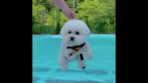 Funniest Animals 2024 😂 Best Funny Cats and Dogs 😻🐶 Cute Baby Dogs