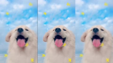 A Puppy's Dreamy Sky Adventure