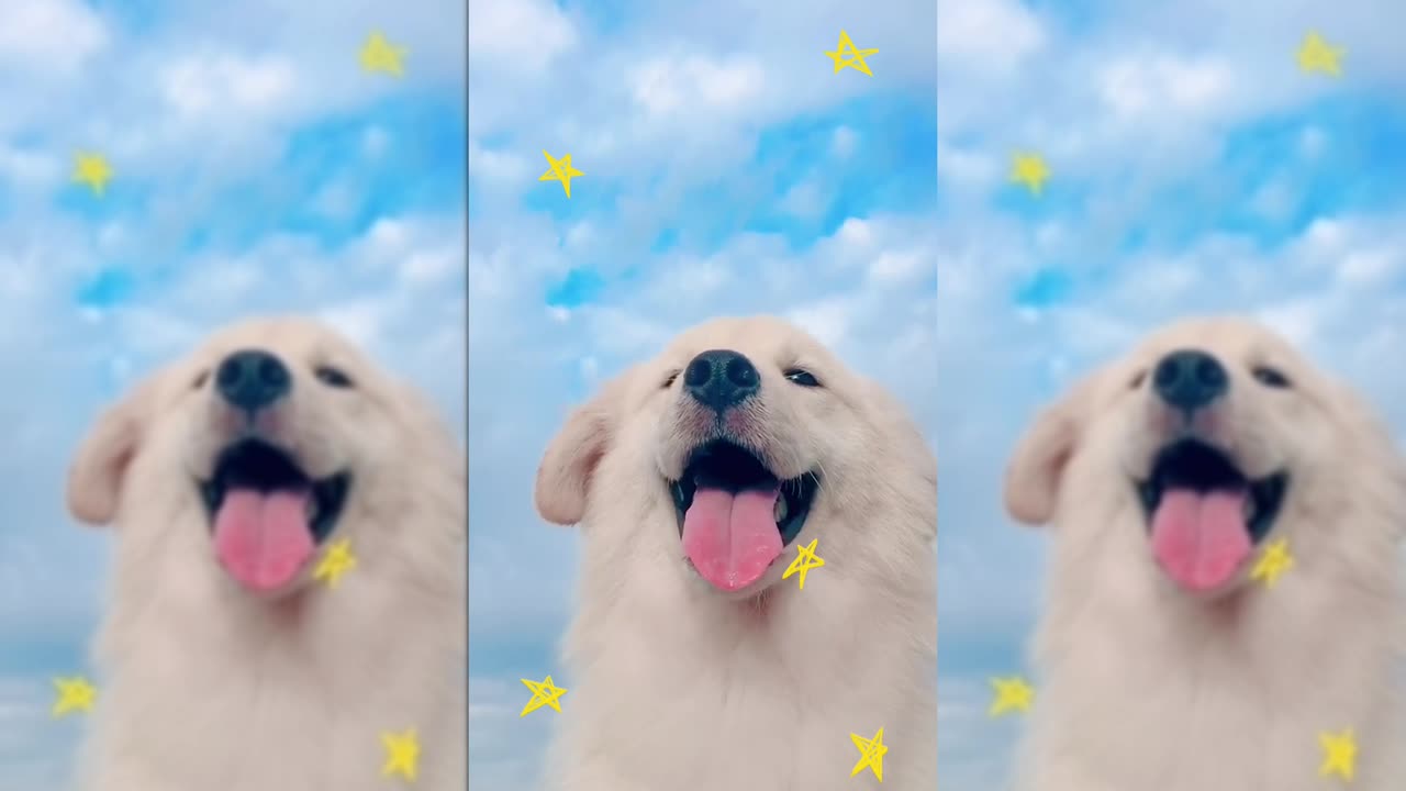 A Puppy's Dreamy Sky Adventure