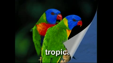 Baby Einstein - World Animals (part 1 of 2)