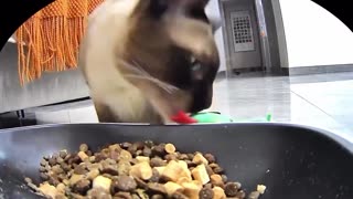 🤣🍽️ Wait For The Ending... Bringing Along a Friend for Lunch | FunFM